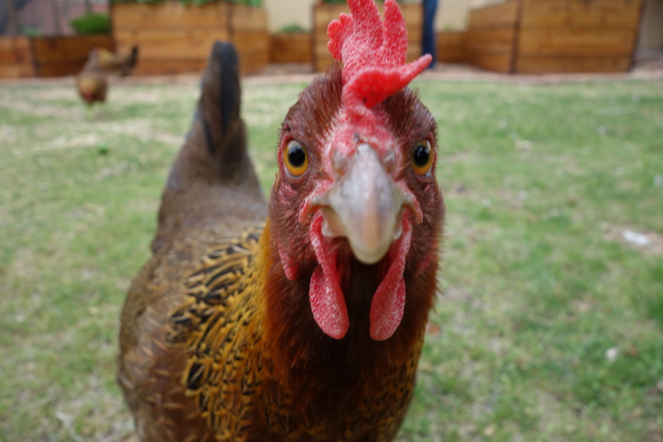 Readers show their chickens